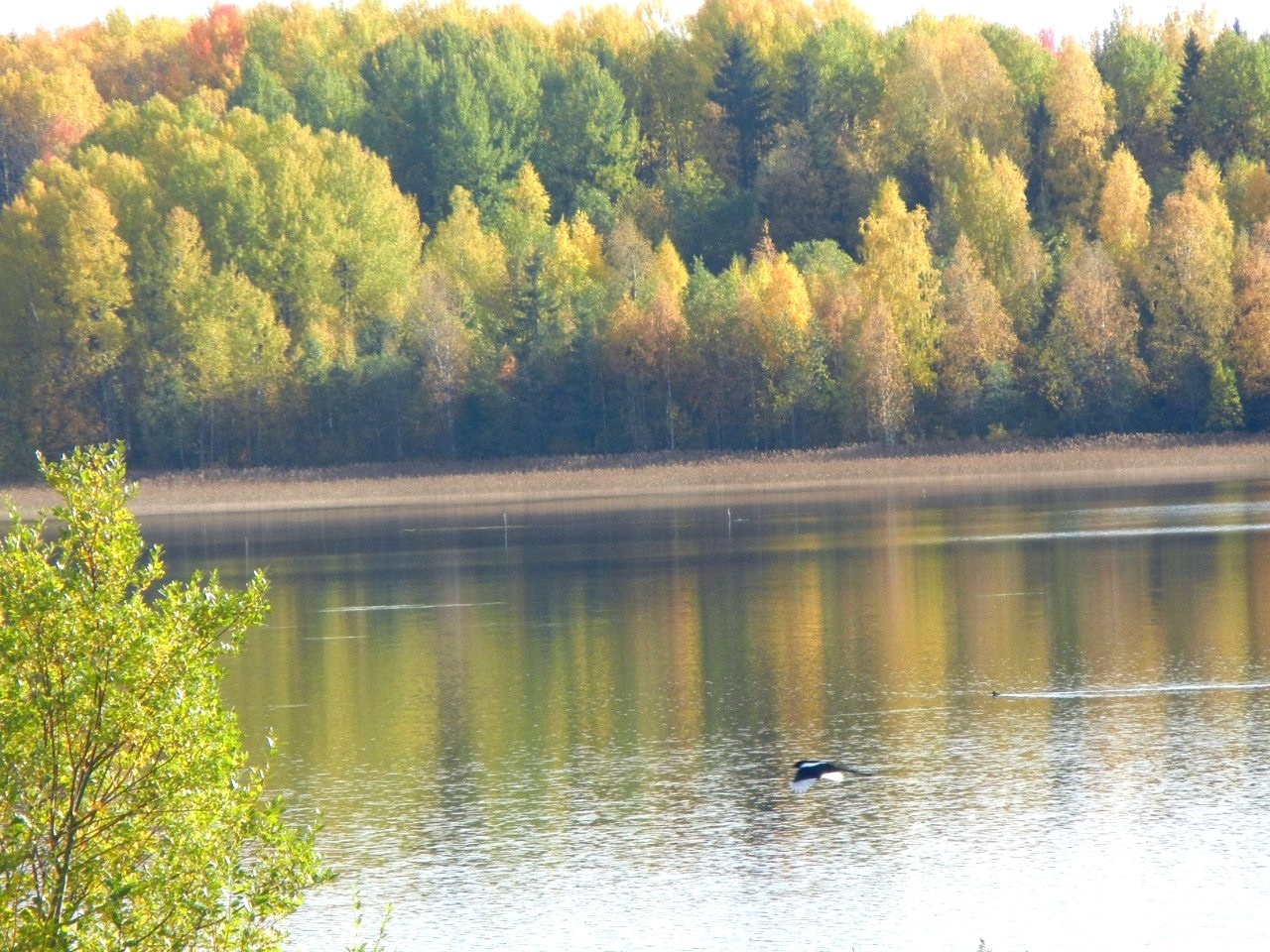 поселок Сосновка поселок Сосновка.